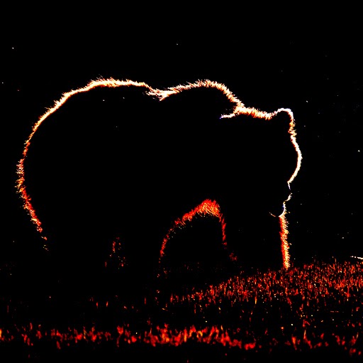 Bear Brown Photo 29