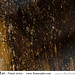 Tamara Lee Photo 11