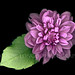 Ralph Viola Photo 8