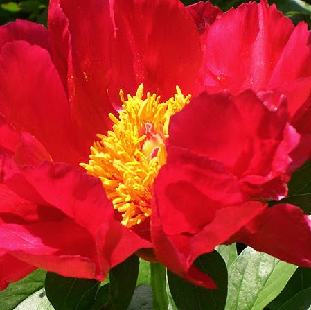 Pui Wong Photo 37