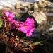 Joseph Royle Photo 8