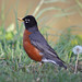 Robin Long Photo 7
