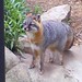 Cleveland Fox Photo 9