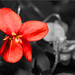Brian Rosse Photo 5