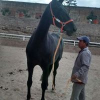 Carlos Varela Photo 13