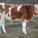 Glen Young Photo 4