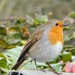 Robin Monaghan Photo 6